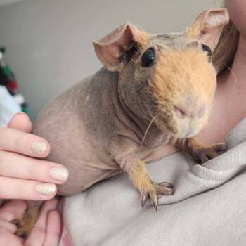Rescue Guinea Pig Guinea Pigs for Adoption in Lenexa, Kansas - River | PetCurious